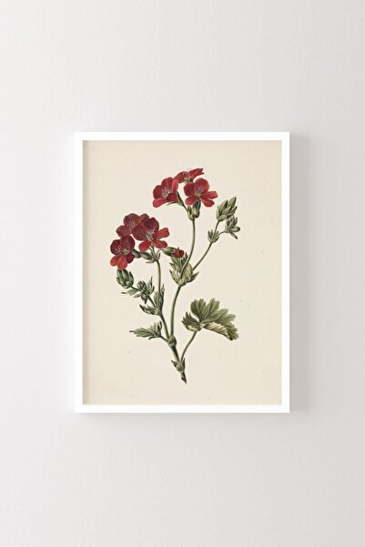 epiqart Flori roșii - Cadru alb