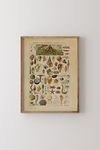 epiqart Mollusques - Ahşap Desenli Çerçeve