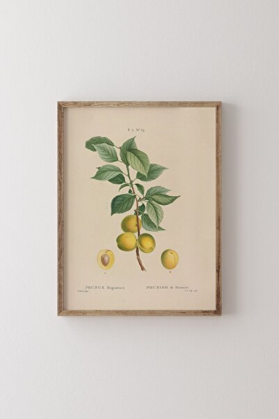 epiqart Prunus Brigantiaca - Ahşap Desenli Çerçeve