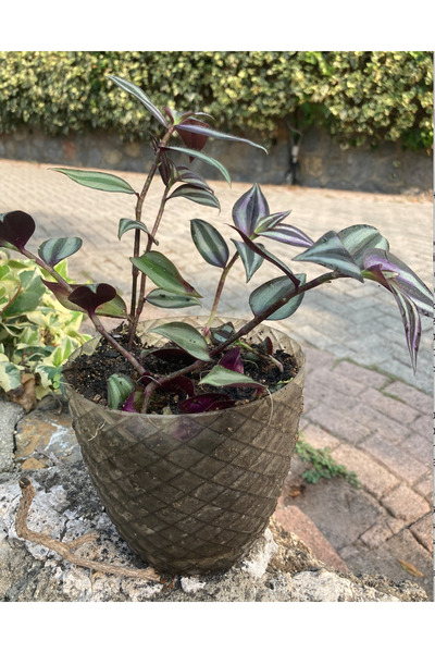 MEK TELGRAF ÇİÇEĞİ tradescantia-zebrina saksıda canlı