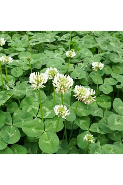 DEFNE TOHUMCULUK Ak Üçgül Tohumu 1 Kg Trifolium Repens Süs Yoncası Tohumu Bodur Yonca Tohumu Yonca Çim Tohumu