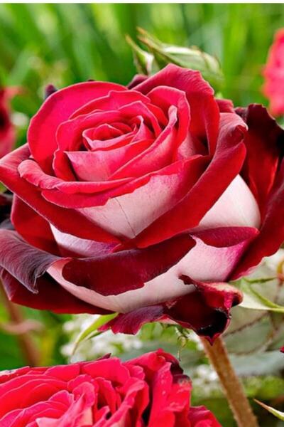 ÇİÇEKFLİX Türkiyem Gülü Fidesi Kokulu Yediveren Açık Kök 35cm