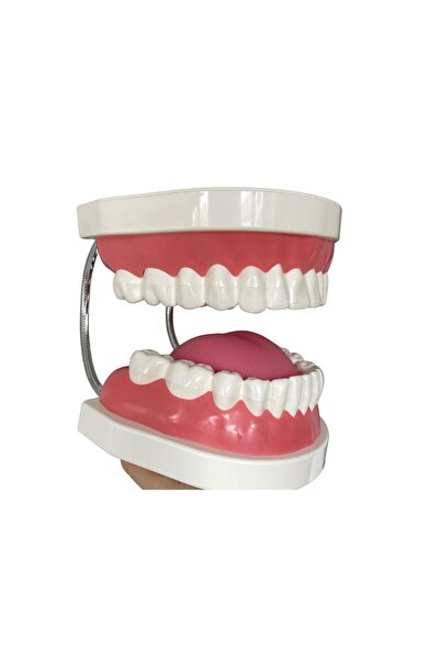 edilkonuşma DİLLİ DİŞLİ AĞIZ MAKETİ