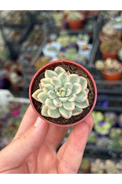 SukuLand Echeveria Mebina Variegata ithal koleksiyonluk özel tür sukulent 5,5...