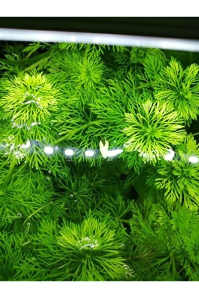 WOOF Limpnophila Sessiliflora 5 Dal Kusursuz Akvaryum Bitkisi Canlı Bitki