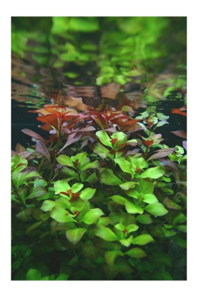 WOOF Ludwigia Green 5 Dal Kusursuz Form Akvaryum Bitkisi Canlı Bitki