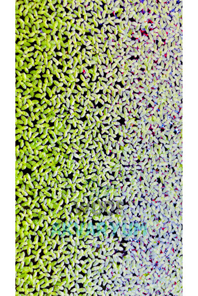 WOOF Su Mercimeği 30 cc Kapta Lemna Minor Su Üstü Bitkisi Yavru Saklanması İçin Akvaryum, Havuz Bitkisi