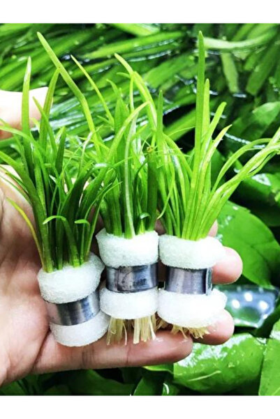 WOOF Sagittarria Subulata 1 Bağ 2-4 Kök Akvaryum Zemin Bitkisi Canlı Bitki