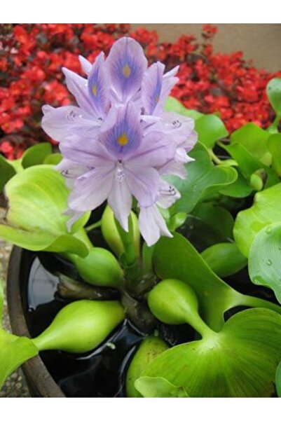 WOOF Su Sümbülü Su Üstü Bitkisi Çiçek Açmamış 1 Adet