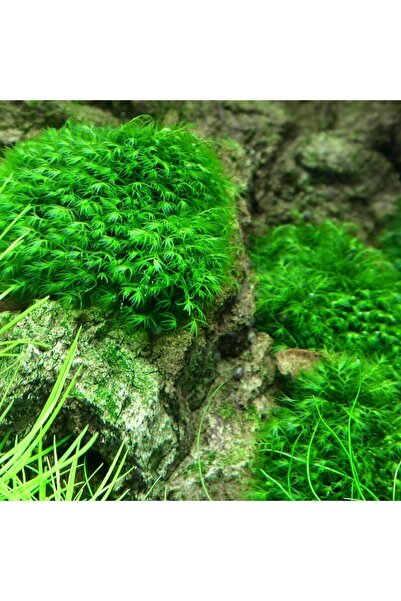 WOOF Willow Moss 20 Cc Cup Özel Tür En Kolay Akvaryum Bitkisi Canlı Bitki