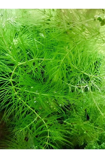 WOOF Ceratophyllum Demersum Tilki Kuyruğu Kolay Akvaryum Bitkisi 1 Bağ