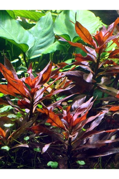 WOOF Ludwigia Peruensis 5 Dal Kusursuz Form Renkli Akvaryum Bitkisi Canlı Bitki