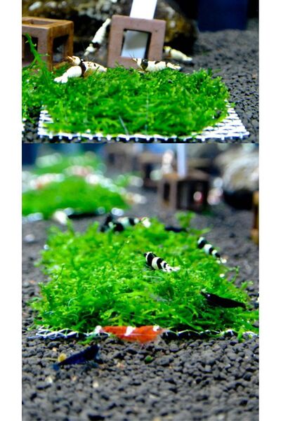 WOOF 5 cm Tele Sarılı Willow Moss Yeni Sarım En Kolay Akvaryum Bitkisi Canlı Bitki