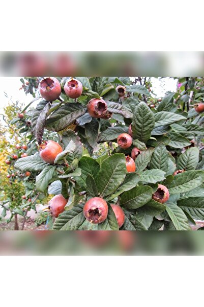 Genel Markalar MUŞMULA ( DÖNGEL ) 150-200 cm Tüplü