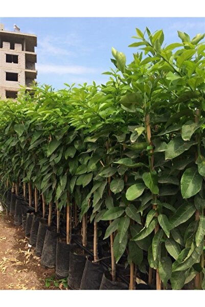 Alata Fidan Tüplü Aşılı Yediveren Limon Fidanı