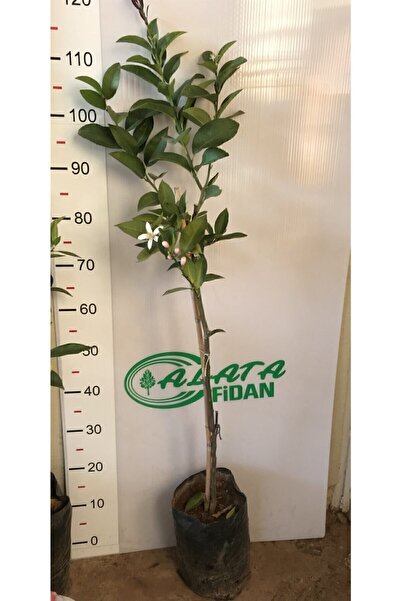 Alata Fidan Tüplü Aşılı Yediveren Limon Fidanı