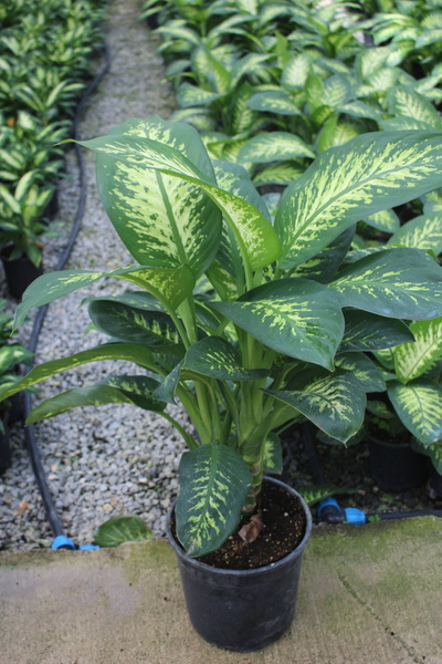 iklim garden Dieffenbachia Tropik Snow - Difenbahya Canlı Salon Bitkisi 90 -1...