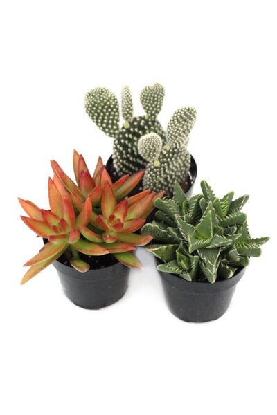 LEVANT Kaktüs Sukulent Seti Özel Türler Buenos Aires