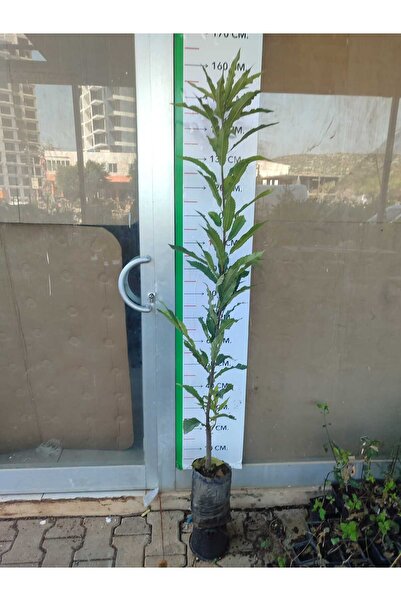 Ebruli Tüplü Fidan Aşılı Sarı Kestane Fidanı