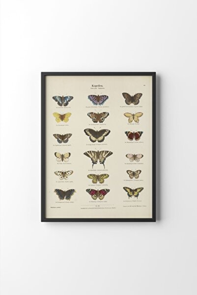 epiqart Butterflies - Black Frame