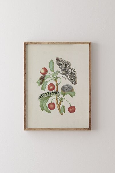 epiqart Metamorphosis of the Little Emperor Moth - Wooden Patterned Frame
