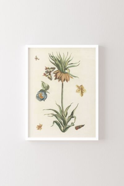 epiqart White Frame - Imperial Crown, Butterfly and Caterpillar
