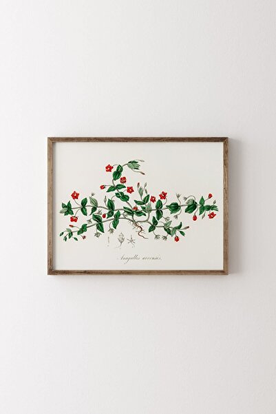epiqart Scarlet Pimpernel - Wooden Patterned Frame