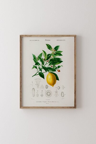 epiqart Limon (CİTRUS LİMONİUM) - Ahşap Desenli Çerçeve