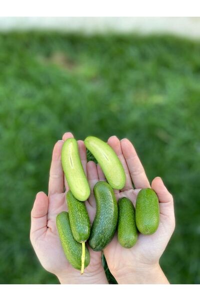 Akdeniz Toprağı Bebek Avokado 1 kg Çekirdeksiz Besin Kaynağı