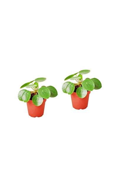 Cemre Garden Pilea Peperomioides Çin Para Çiçeği - Set 2 Adet Mini - Ev Ofis ...