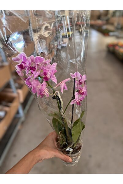 denizingarden İthal çift da midi orkide p9 mor