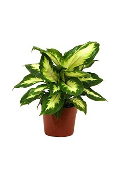 Genel Markalar Difenbahya Kamilya Bitkisi 21 Cm Saksı Çapı 40 Cm Boy Ev Bitkisi Ofis Bitkisi Salon Bitkisi