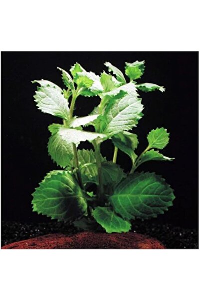 WOOF Çınar Hygrophilla Difformis 5 Dal Akvaryum Bitkisi Canlı Bitki