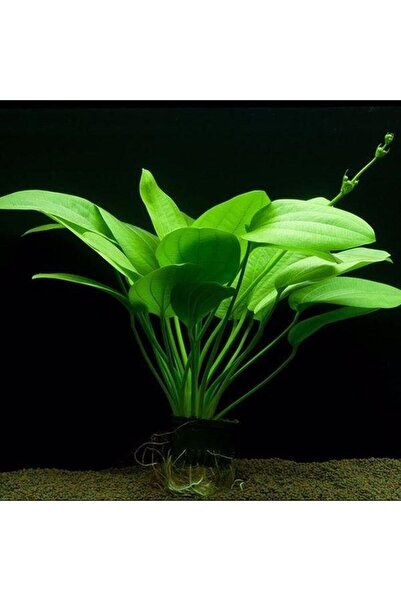 WOOF Echinodorus Muricatus 1 Buket 1 Kök Sert Yapraklı Kolay Akvaryum Bitkisi,canlı Bitki