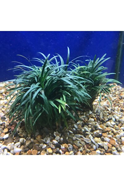 WOOF Ophiopogon Kyoto Akvaryum Zemin Bitkisi Canlı Bitki 1 Bağ