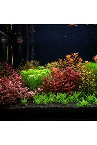 WOOF Kırmızı Severlere Kırmızı Akvaryum Bitki Paketi 4 Çeşit 30 Dal