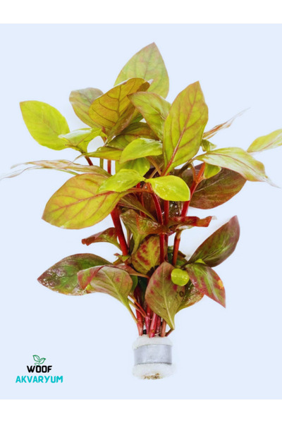WOOF Alternanthera Red Broad Leaf 2-3 Kök Kolay Akvaryum Bitkisi Canlı Bitki