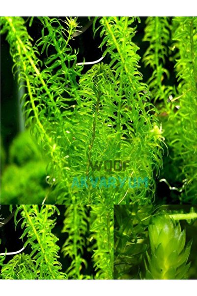 WOOF 5 Dal Kolay, Kum Gerekmeyen Canlı Akvaryum Bitkisi Eledoa Densa Akvaryum Bitkileri
