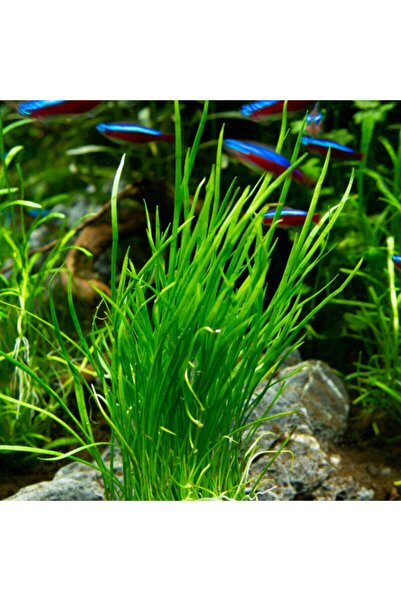 WOOF Lılaeopsıs Maurıtıana Zemin Bitkisi Canlı Akvaryum Bitkisi 1 Saksı