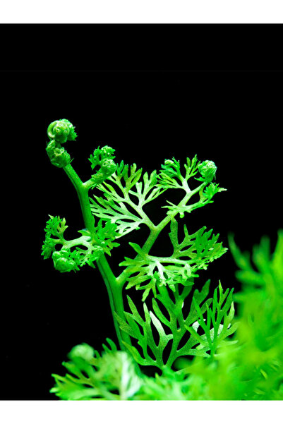 WOOF Ceratopteris Thalictroides 1 Bağ Kolay Akvaryum Bitkisi Canlı Bitki Akva...