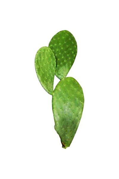 GÜLEN MARKET 3 Adet Saksısız Çelik Hint Inciri Kaynana Dili Frenk Yemişi Küre...