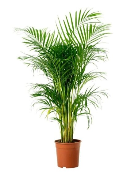 e-fidanci Areka Palmiyesi 140-160cm