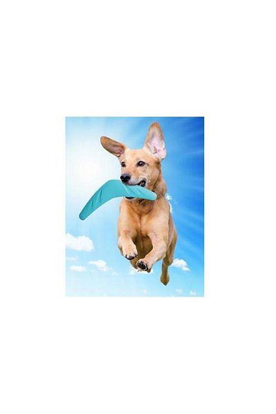 Nunbell Boomerang Frisbee Dog Toy 28cm