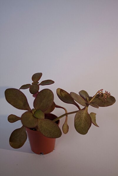 BAYRAKTAR PEYZAJ Peri Yeşim Bitkisi Crassula Multicava Sukulent Tekli 5,5 cm ...
