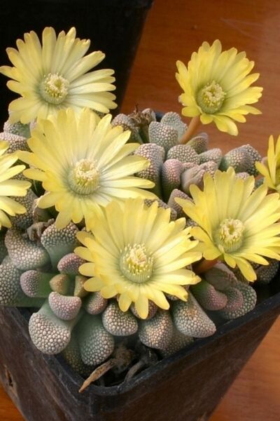 ÇİÇEKFLİX Titanopsia Primosii 5.5cm Şuan Çiçeksizdir