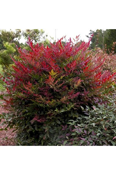 bahçevilya 2 Yaşında Tüplü Nandina (Cennet Bambusu) Fidanı - Renkli ve Dekoratif Yapraklı Dayanıklı Bitki