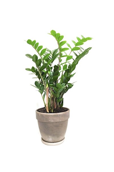 SENA BOTANİK VE ÇİÇEK Zamia Bitkisi - Zamioculcas