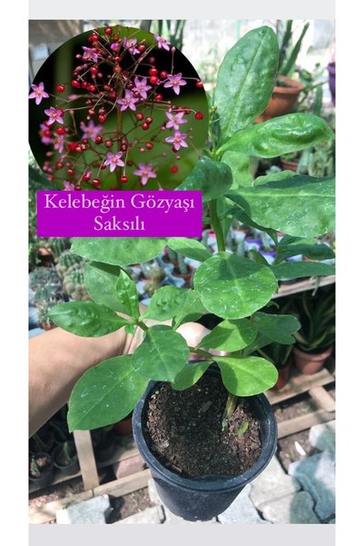 Birtutamrenk Talinum paniculatum kelebeğin gözyaşı 8cm saksılı