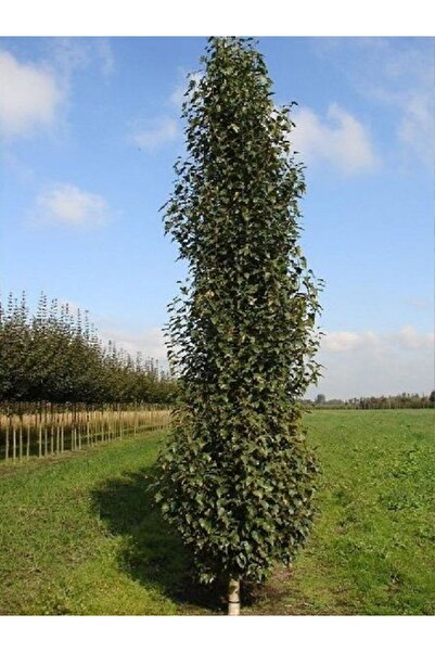 fidanistanbul Huş Ağacı Betula pendula Fastigiata Joes, Promosyon Saksıda