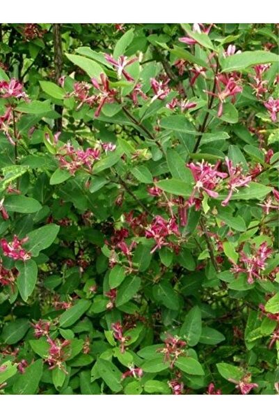fidanistanbul Mor Çiçekli Hanımeli Lonicera tatarica Honeyrose Promosyon saksıda